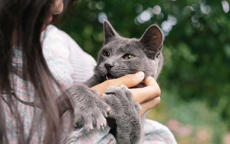 Cat Scratch Fever in Cats: Causes, Symptoms and Prevention | Pets Best Cat Scratch Fever in Cats: Causes, Symptoms and Prevention | Pets Best