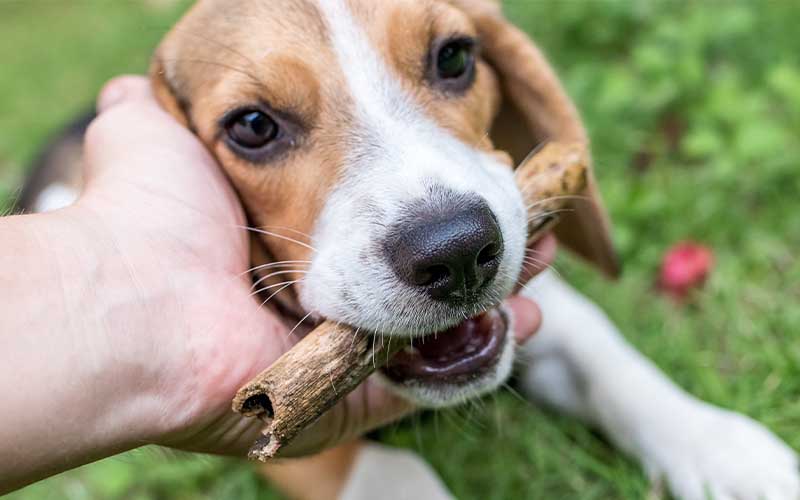 Cherry Eye in Dogs | Pets Best Pet Insurance Cherry Eye in Dogs | Pets Best Pet Insurance