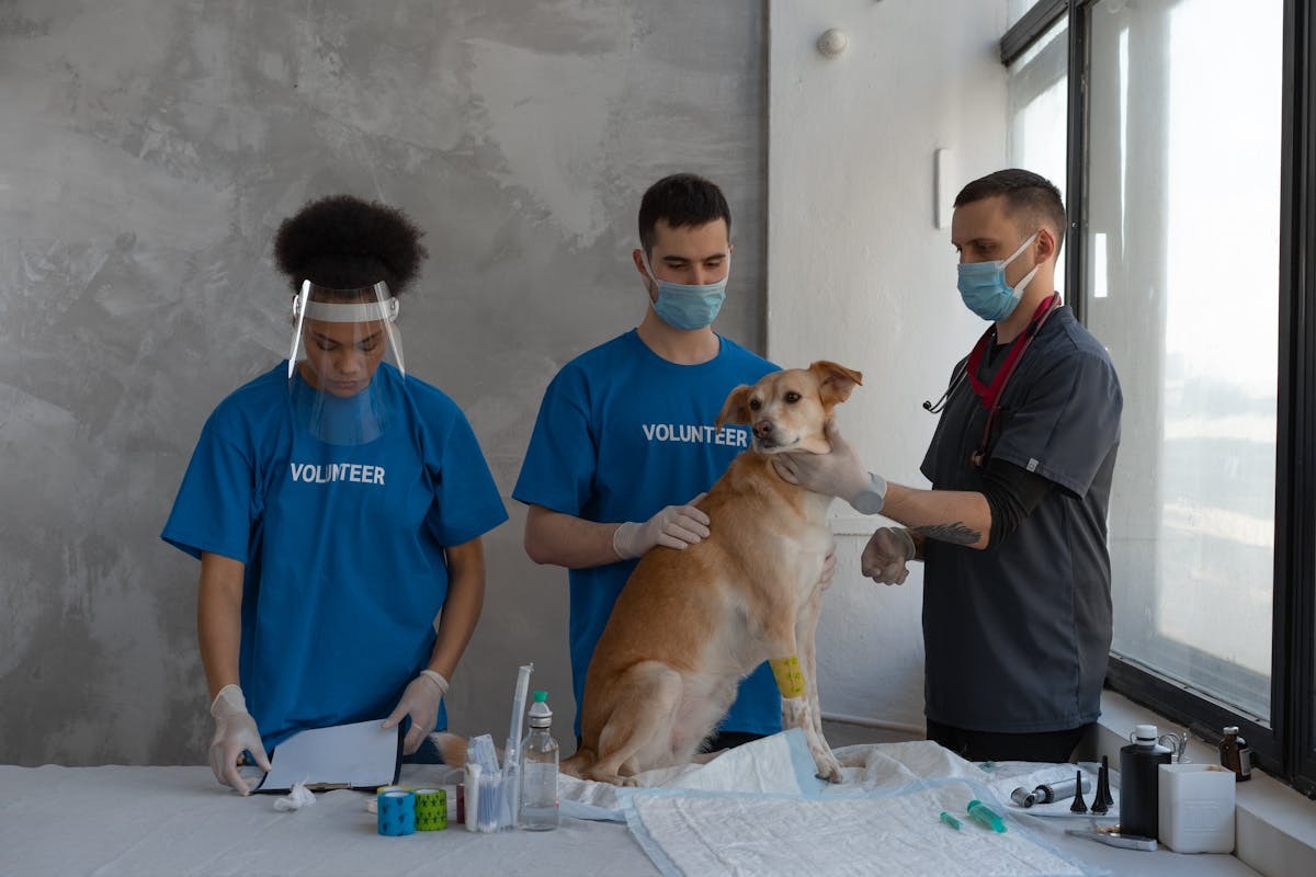 Compassionate Animal Care Explained Through Veterinary Hospital Servic | Healthy Pet Compassionate Animal Care Explained Through Veterinary Hospital Servic | Healthy Pet