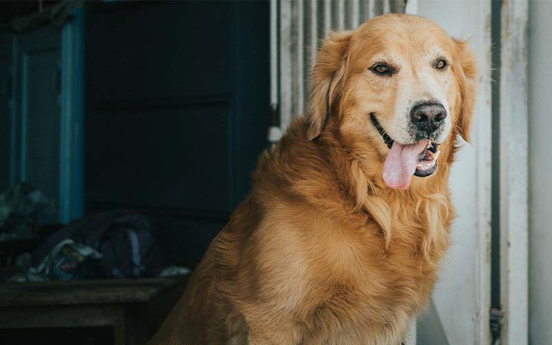 Cushing's Disease in Dogs: Causes, Symptoms and Treatment | Pets Best Cushing's Disease in Dogs: Causes, Symptoms and Treatment | Pets Best