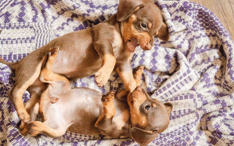 Dealing with Nippy Dogs: Why Dogs Nip and How to Correct It Dealing with Nippy Dogs: Why Dogs Nip and How to Correct It