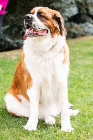 Dog Breed Guide: Saint Bernard Dog Breed Guide: Saint Bernard