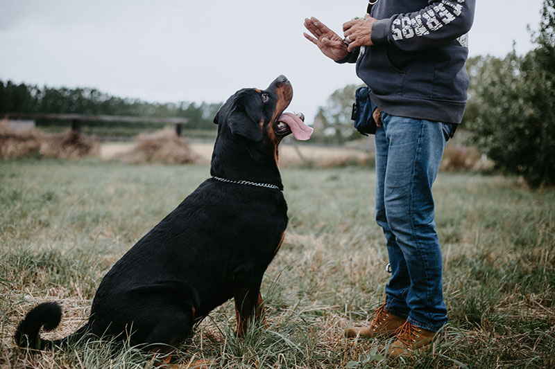 Dog Training Methods and 5 Basic Commands for Your Pup Dog Training Methods and 5 Basic Commands for Your Pup