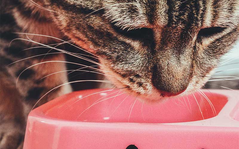 Feline Nutrition: What Should You Feed Your Cat? Feline Nutrition: What Should You Feed Your Cat?