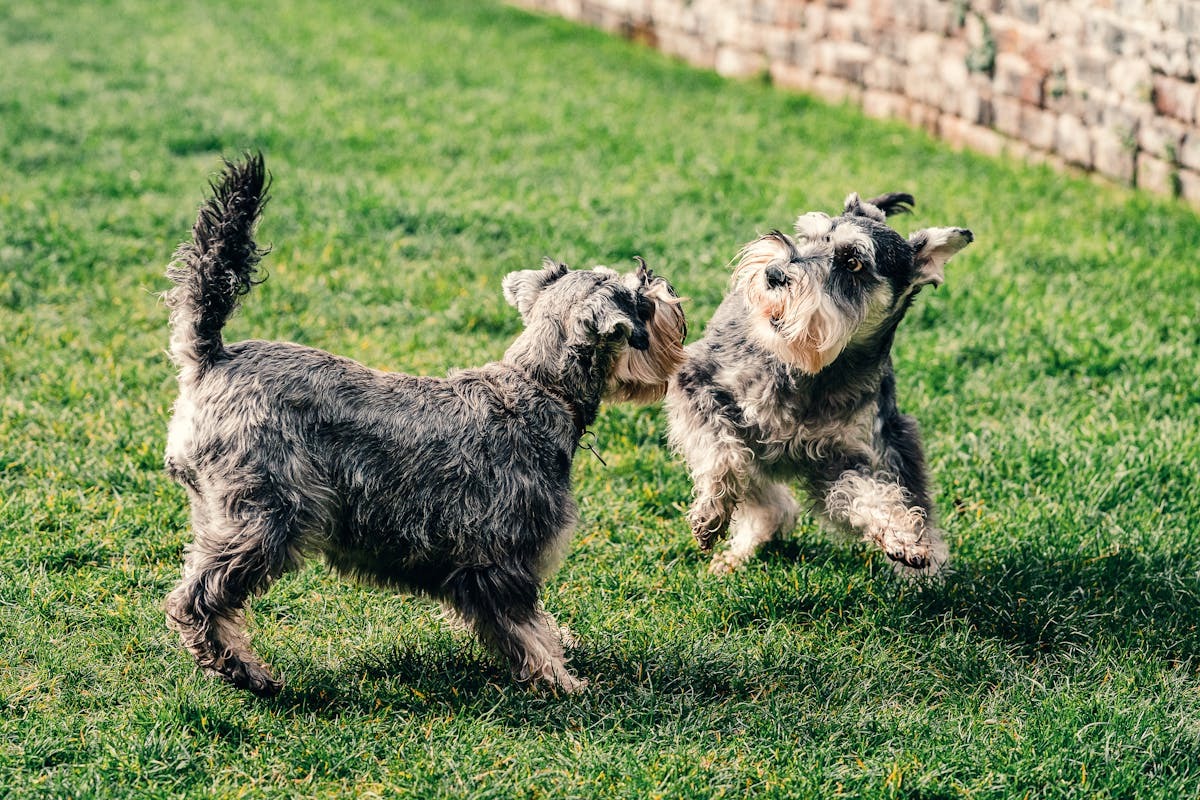 How Dog Chiropractic Care Can Improve Your Pet’s Quality of Life | Healthy Pet How Dog Chiropractic Care Can Improve Your Pet’s Quality of Life | Healthy Pet
