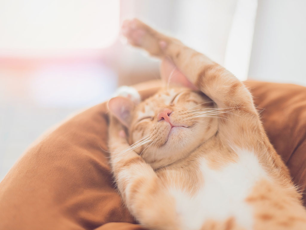 How To Help Your Cat Breathe Easy With Feline Asthma How To Help Your Cat Breathe Easy With Feline Asthma
