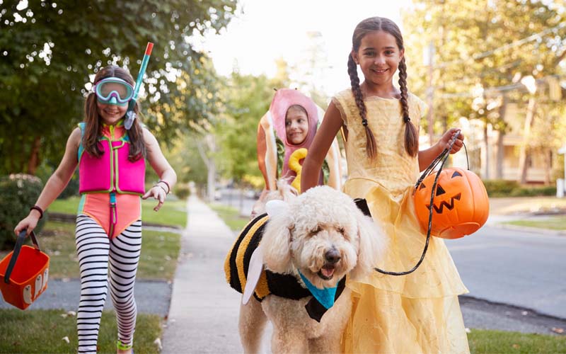 How to Trick or Treat with Your Dog | Pets Best How to Trick or Treat with Your Dog | Pets Best