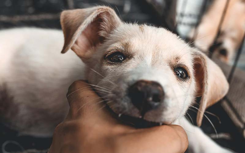 Kennel Cough: Symptoms, Treatment and Prevention | Pets Best Kennel Cough: Symptoms, Treatment and Prevention | Pets Best