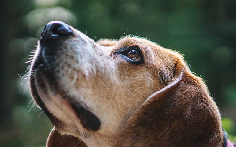 Liver Disease in Dogs: Symptoms, Causes, and Treatment Liver Disease in Dogs: Symptoms, Causes, and Treatment