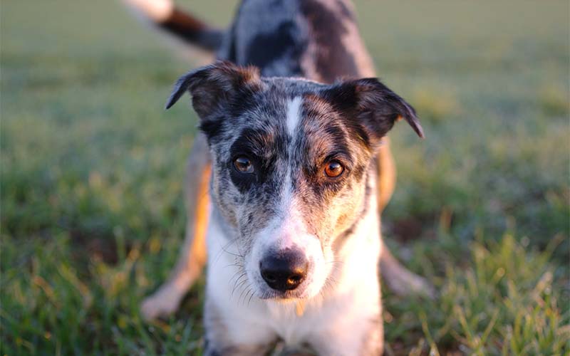 Pancreatitis in Dogs: Symptoms, Causes & Treatment | Pets Best Pancreatitis in Dogs: Symptoms, Causes & Treatment | Pets Best