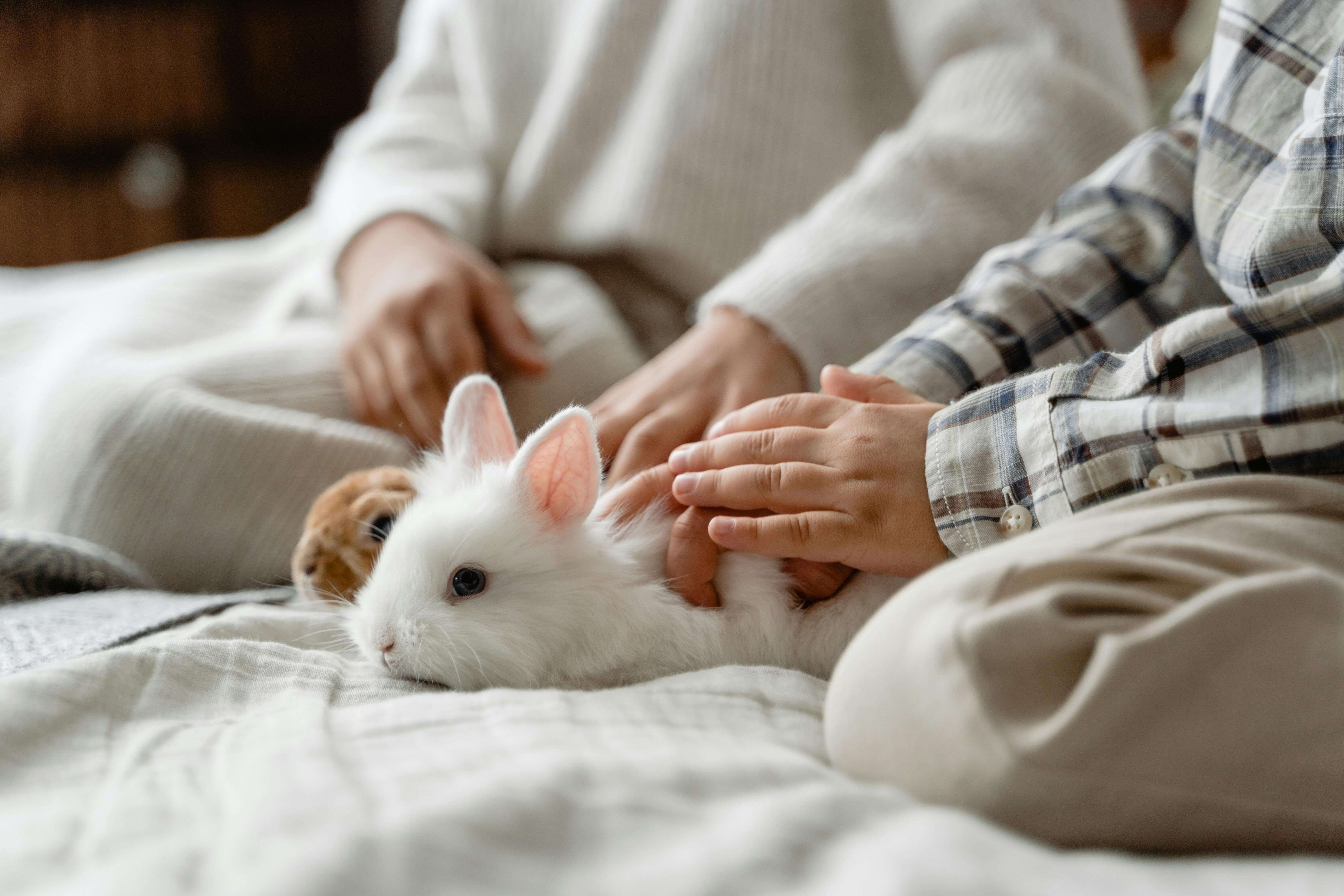 Study at Home With a Bunny: Calm Routine for Students Guide | Healthy Pet Study at Home With a Bunny: Calm Routine for Students Guide | Healthy Pet