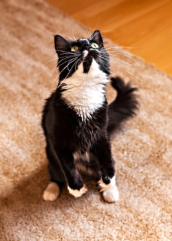 Teach Your Cat to Sit Up in 3 Steps Teach Your Cat to Sit Up in 3 Steps