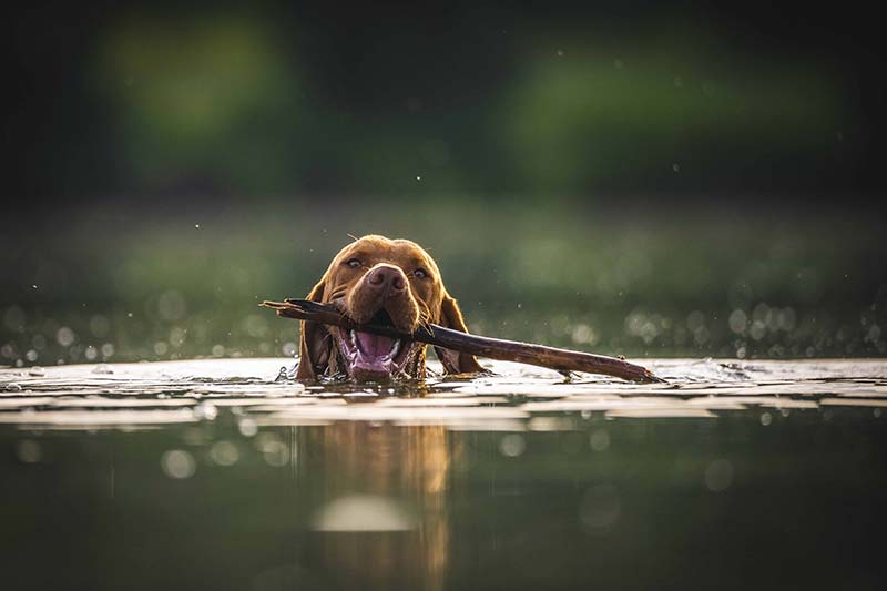 Teaching Your Dog to Swim and Water Safety Tips Teaching Your Dog to Swim and Water Safety Tips