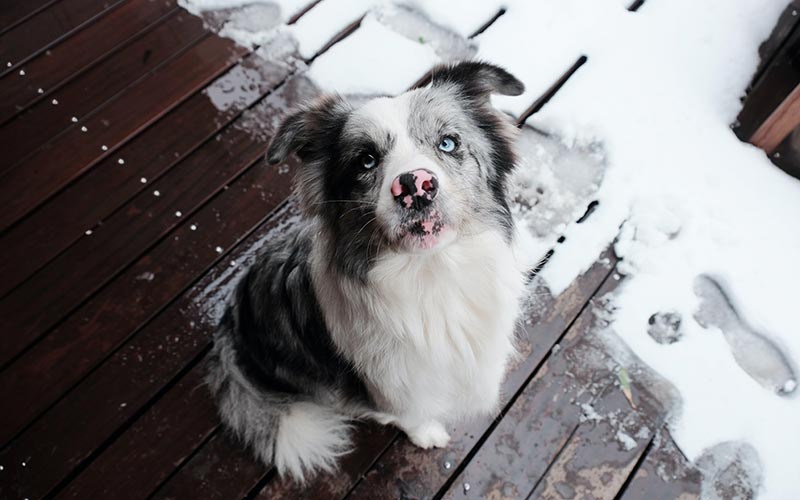 Tips to Get Your Dog to Potty When It's Cold or Snowy Outside Tips to Get Your Dog to Potty When It's Cold or Snowy Outside