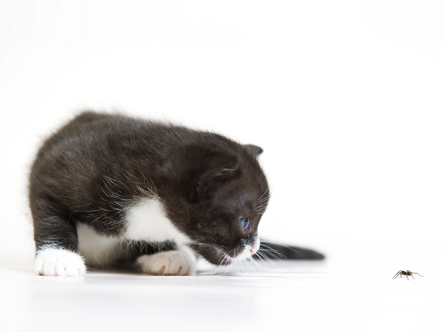 Untangling The Web: How To Handle Spider Bites In Pets Untangling The Web: How To Handle Spider Bites In Pets