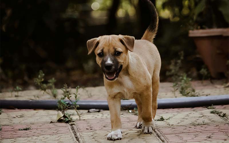 Vaccines for Dogs and Puppies | Pets Best Vaccines for Dogs and Puppies | Pets Best