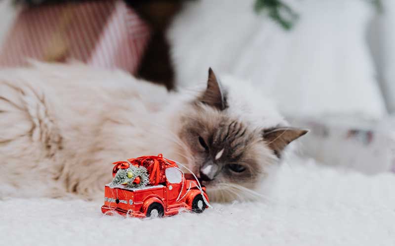 Why Is My Cat Sleeping More in the Winter? Why Is My Cat Sleeping More in the Winter?