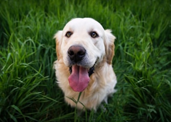 Why Is My Dog Sneezing A Lot? 7 Potential Causes | Pets Best Why Is My Dog Sneezing A Lot? 7 Potential Causes | Pets Best