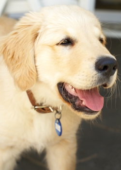 Dog Breed: Golden Retriever Dog Breed: Golden Retriever