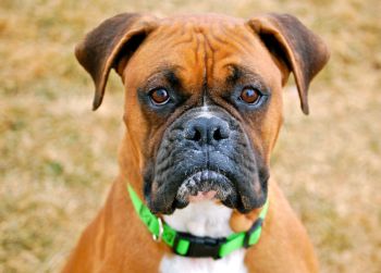 Dog Breed Guide: Boxers Dog Breed Guide: Boxers