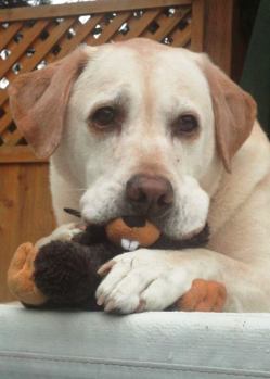 Dog Breed Guide: Labrador Retrievers Dog Breed Guide: Labrador Retrievers