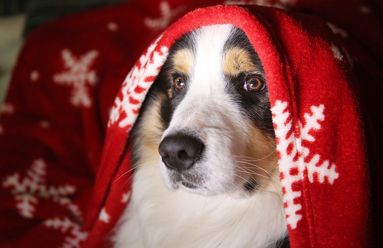Emergency Fur-st Aid for Pets Emergency Fur-st Aid for Pets