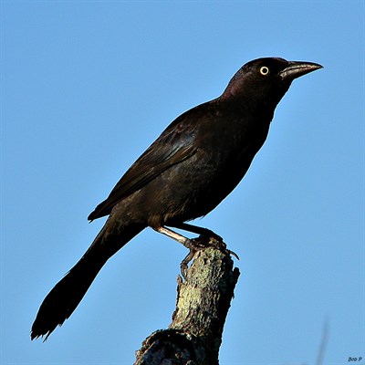 Grappling with grackles Grappling with grackles