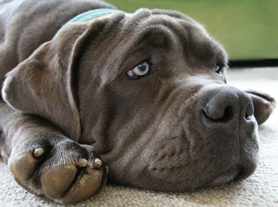 Helping our pets cope with loss Helping our pets cope with loss